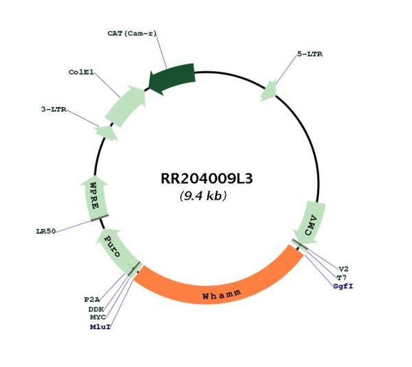 Circular map for RR204009L3