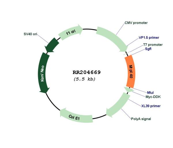 Circular map for RR204669