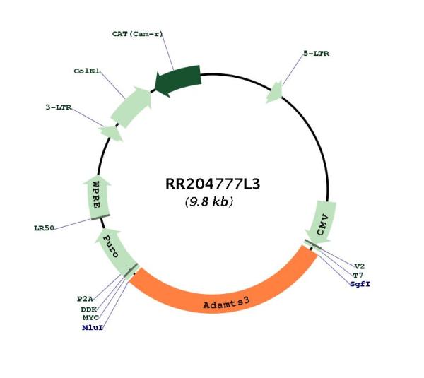 Circular map for RR204777L3