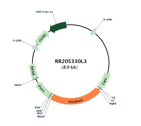 Circular map for RR205330L3