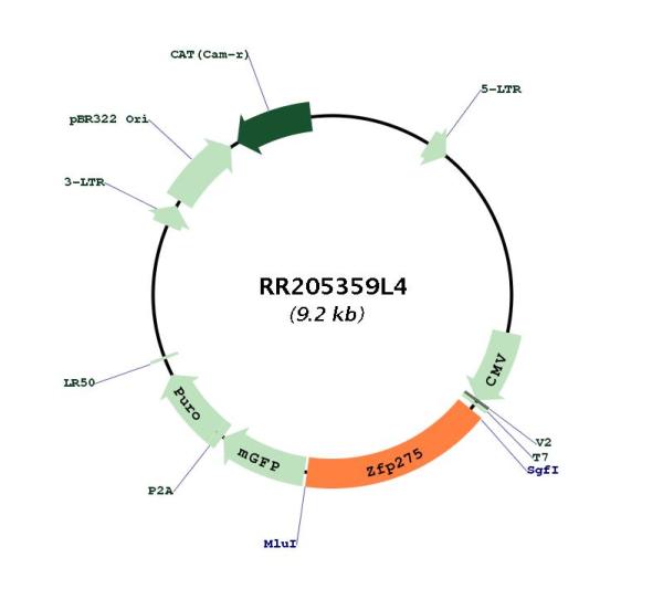 Circular map for RR205359L4