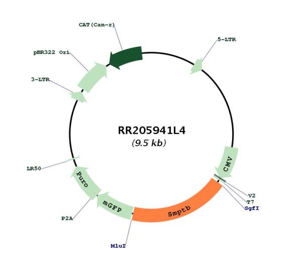 Circular map for RR205941L4