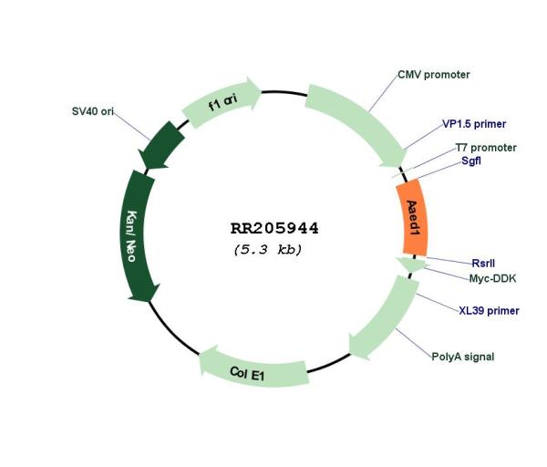 Circular map for RR205944