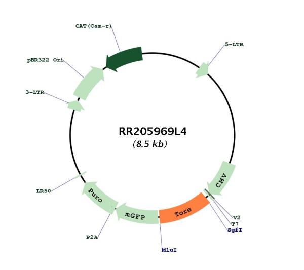 Circular map for RR205969L4