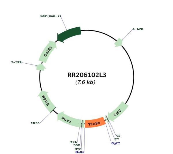 Circular map for RR206102L3