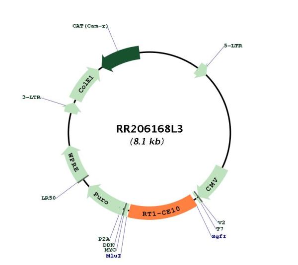 Circular map for RR206168L3