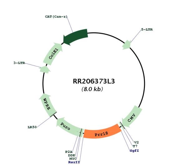 Circular map for RR206373L3
