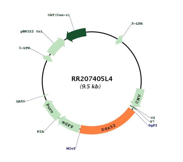 Circular map for RR207405L4