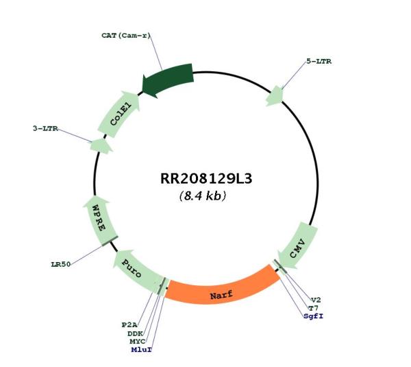 Circular map for RR208129L3