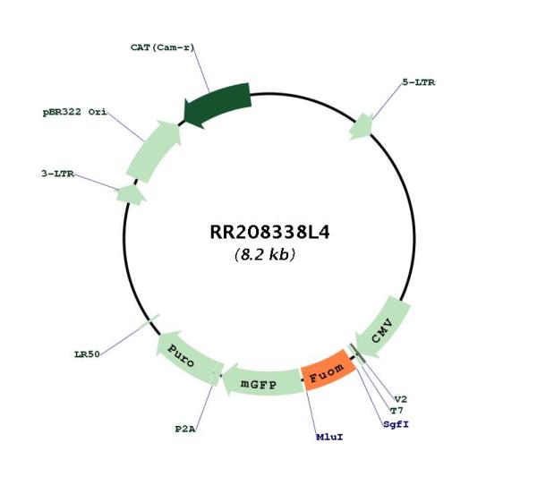 Circular map for RR208338L4