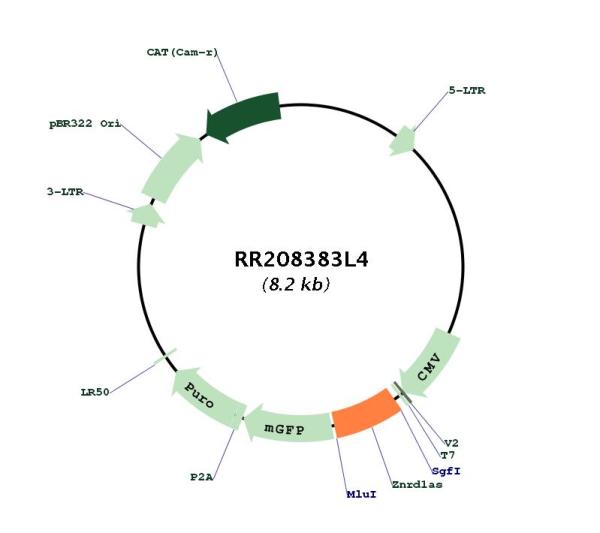 Circular map for RR208383L4