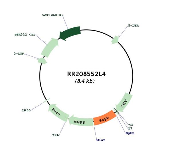 Circular map for RR208552L4