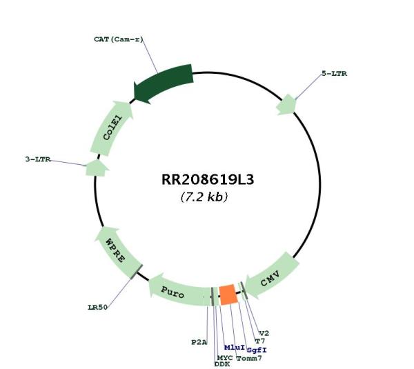 Circular map for RR208619L3