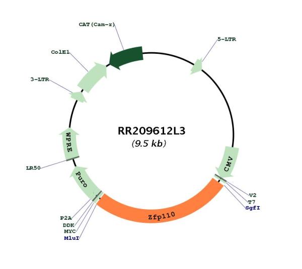 Circular map for RR209612L3