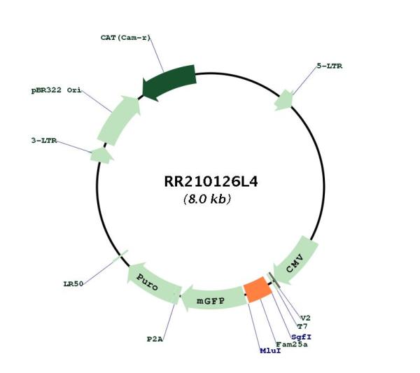 Circular map for RR210126L4