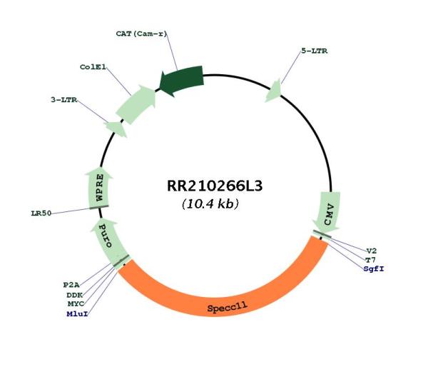 Circular map for RR210266L3