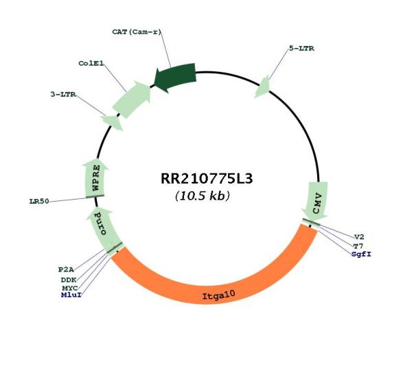 Circular map for RR210775L3