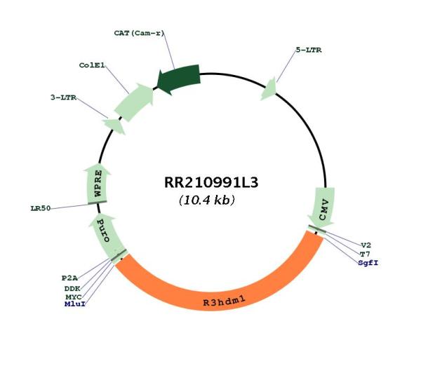 Circular map for RR210991L3