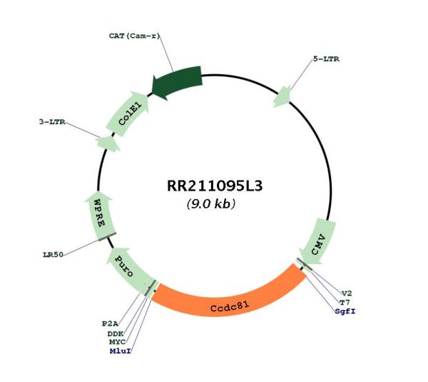 Circular map for RR211095L3