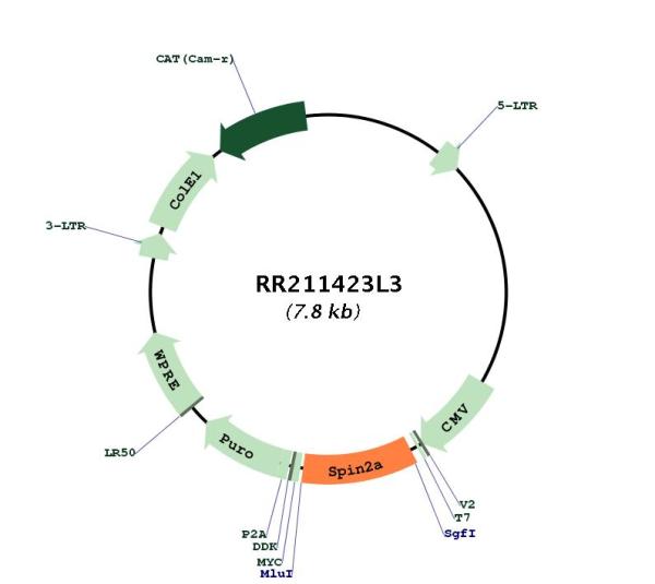 Circular map for RR211423L3