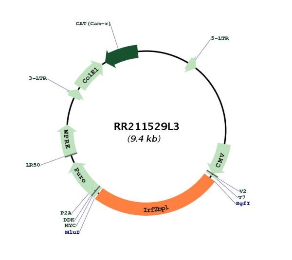 Circular map for RR211529L3