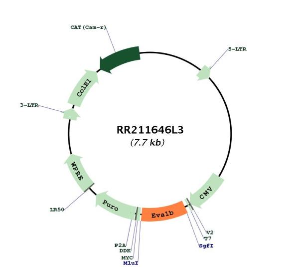 Circular map for RR211646L3