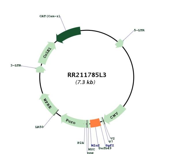 Circular map for RR211785L3