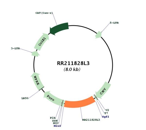Circular map for RR211828L3