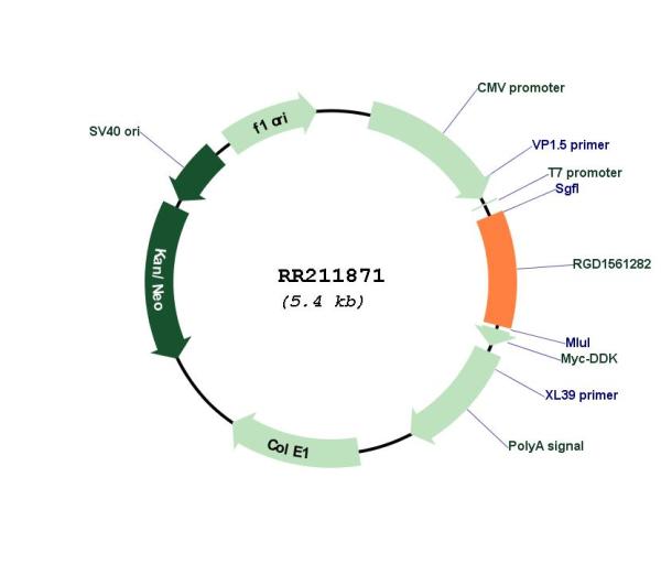 Circular map for RR211871