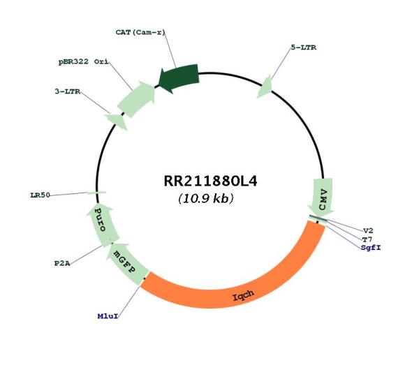 Circular map for RR211880L4