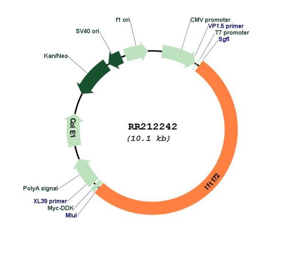 Circular map for RR212242