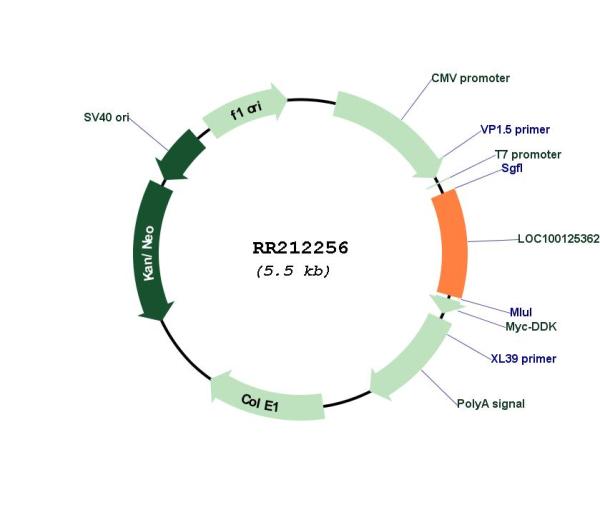 Circular map for RR212256