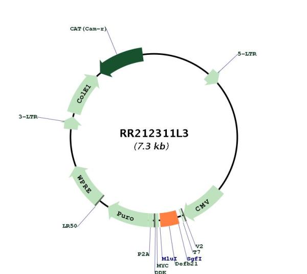 Circular map for RR212311L3