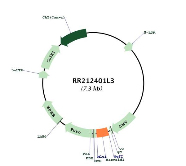 Circular map for RR212401L3