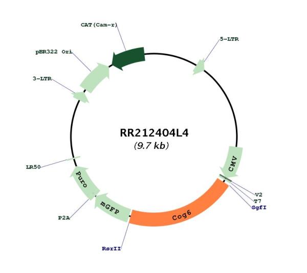 Circular map for RR212404L4