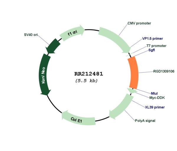 Circular map for RR212481