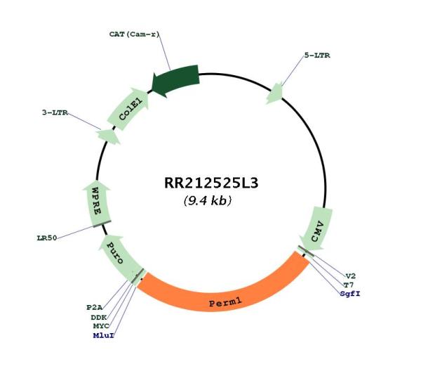 Circular map for RR212525L3