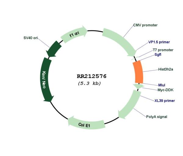 Circular map for RR212576