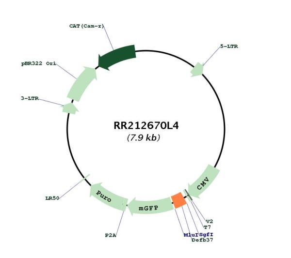 Circular map for RR212670L4