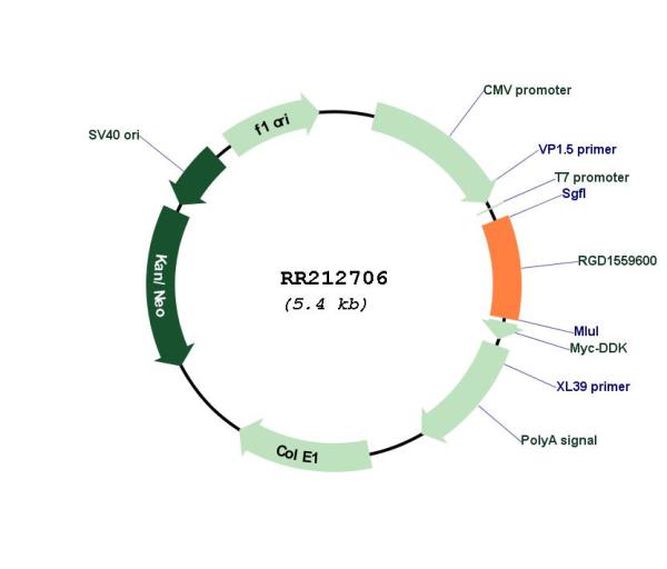 Circular map for RR212706