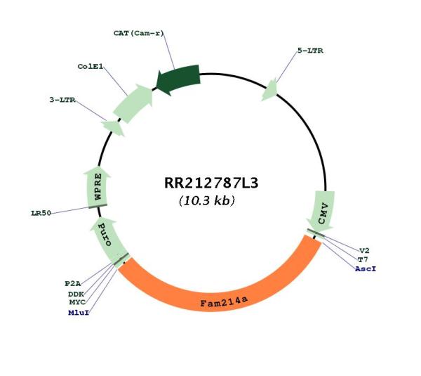 Circular map for RR212787L3