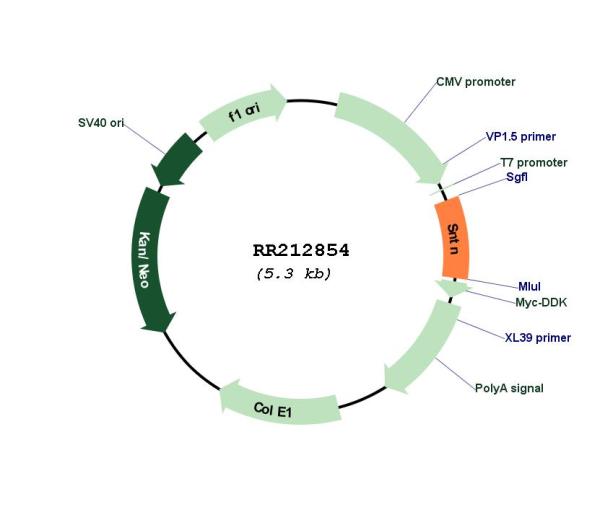 Circular map for RR212854