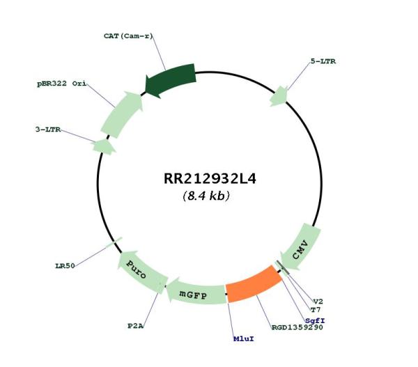 Circular map for RR212932L4