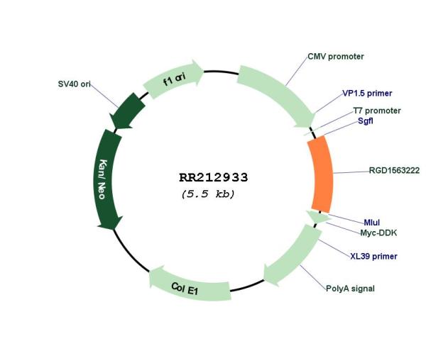 Circular map for RR212933