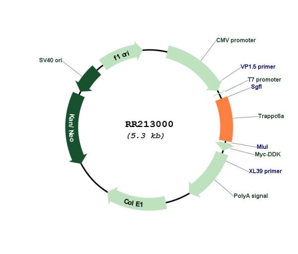 Circular map for RR213000