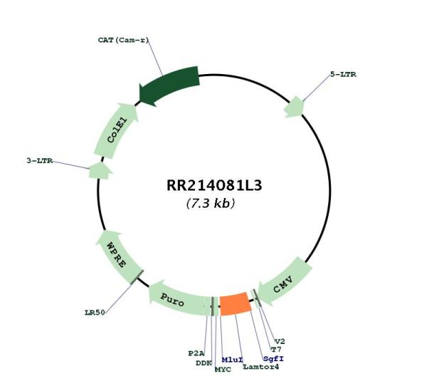 Circular map for RR214081L3