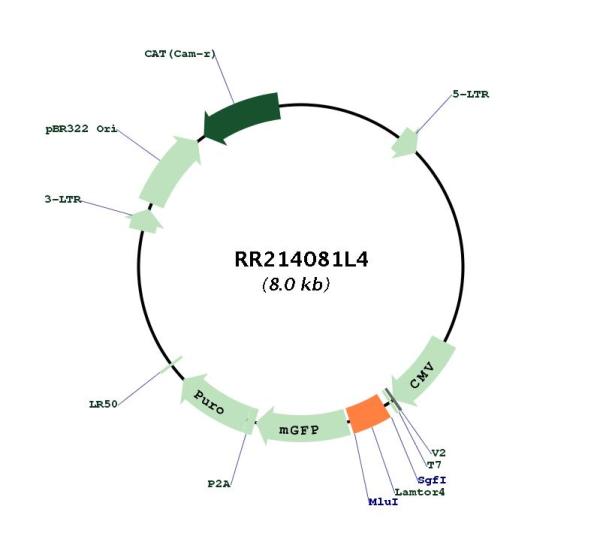 Circular map for RR214081L4