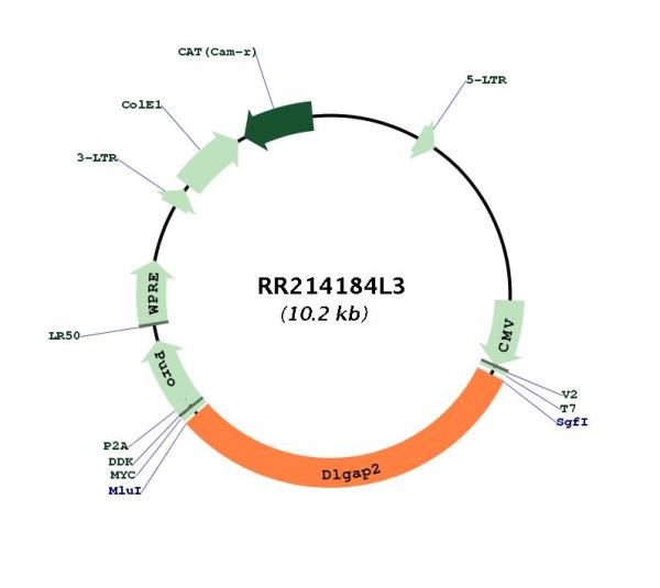 Circular map for RR214184L3