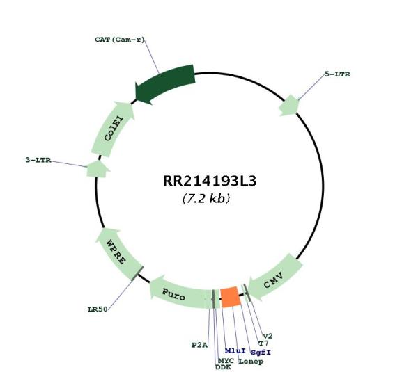 Circular map for RR214193L3