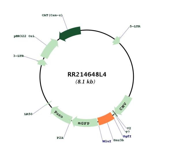 Circular map for RR214648L4
